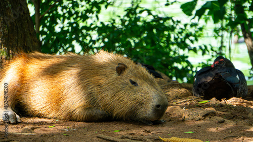 capybara in the wild