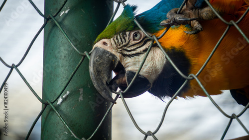 macaw in a cage