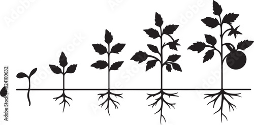 Tomato plant growth stages, seed to fruit, biology out line silhouette vector