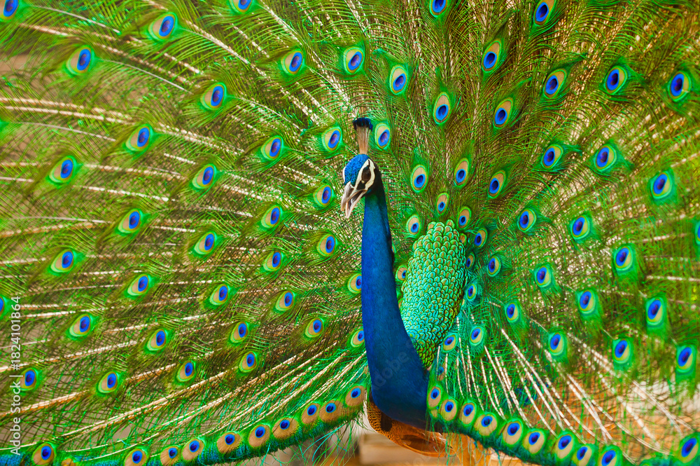 Obraz premium dancing peacock with feathers out