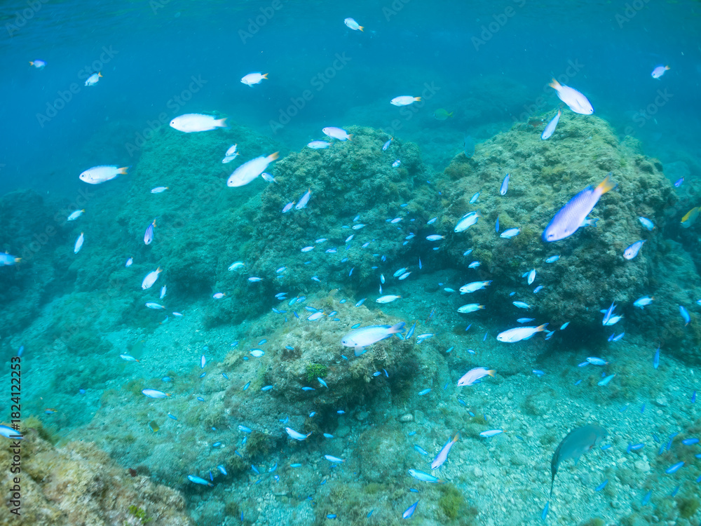Fototapeta premium ソラスズメダイ, Heavenly Damselfish, Pomacentrus coelestis, スズメダイ科, 他の群れ。 静岡県伊豆半島南伊豆町中木ヒリゾ浜-2025年 渡し船だけで行ける日本有数のシュノーケリングスポット。