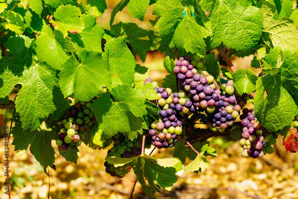 Fototapeta premium Vine grapes on tree
