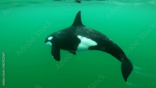 Wallpaper Mural Majestic Orca Whale Swimming Gracefully Underwater in the Pacific Ocean A Stunning Display of Marine Wildlife in its Natural Habitat Showcasing the Beauty and Power of Killer Whales. Torontodigital.ca