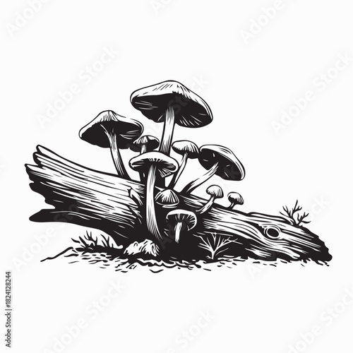 Mushroom Cluster on Woodland Log Image Vector on white background
