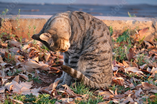 Wall Mural cat in the woods