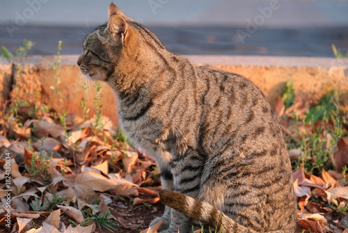 Wall Mural bengal cat in the woods
