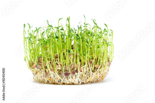 Macro detail of brown lentil sprouts isolated