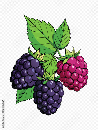 A colorful illustration of ripe blackberries and raspberries on a branch