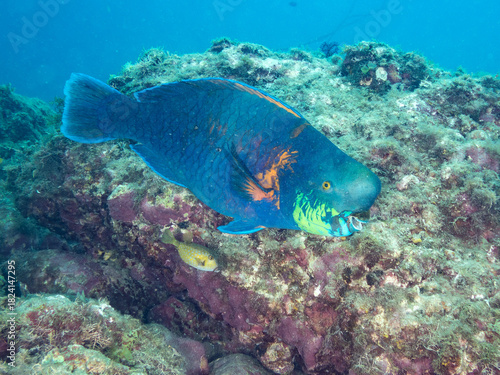 アオブダイ, Knobsnout Parrotfish, Scarus ovifrons, ブダイ科,
他の群れ。
静岡県伊豆半島南伊豆町中木ヒリゾ浜-2025年
渡し船だけで行ける日本有数のシュノーケリングスポット。

