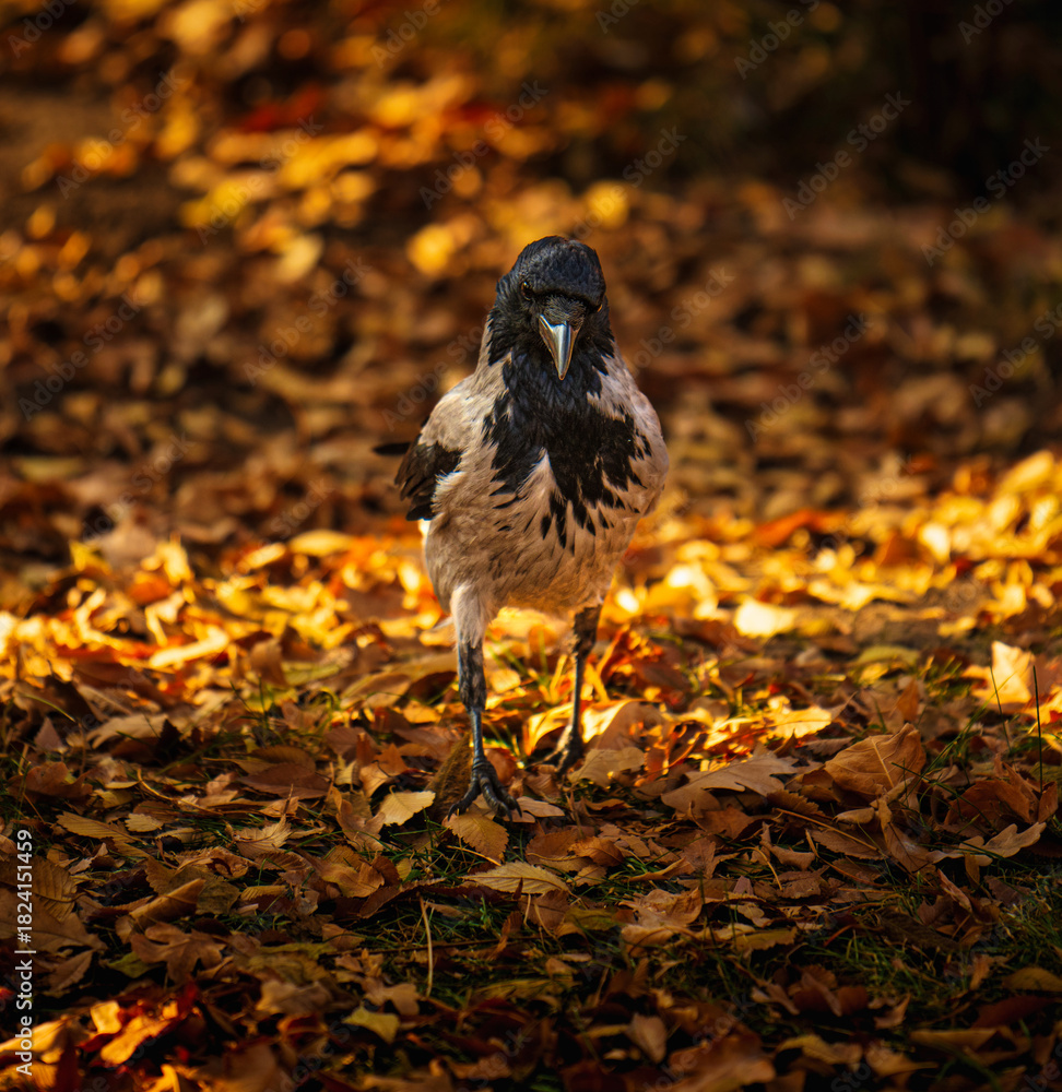 Naklejka premium A crow bird is standing on a pile of leaves