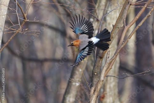 羽ばたくカケス