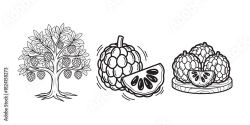 Line art illustration of a custard apple tree with fruits and slices.