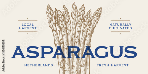 Asparagus, vegetable. Tag, label, sign, vintage retro print, black white asparagus drawing, sketch ink pencil draw, engrave old school style. Sketch artwork silhouette asparagus. Vector Illustration