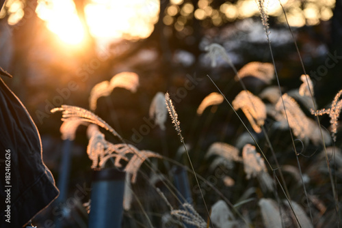 young woman in the forest