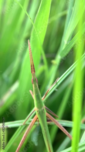 Macro shot of grasshopper camouflage