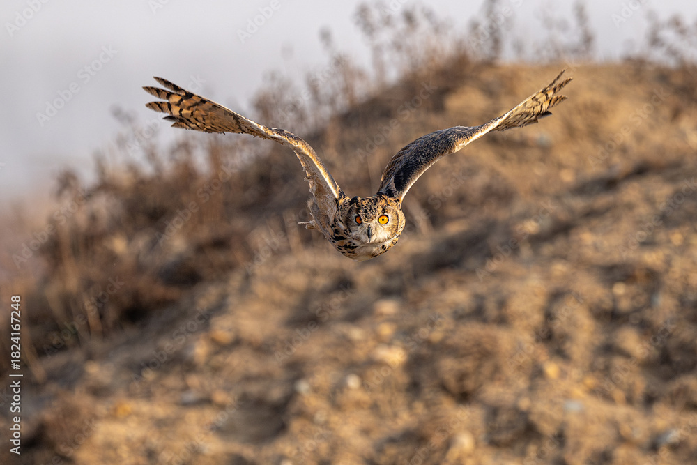 Fototapeta premium red tailed hawk