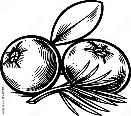 Hand drawn juniper berries with leaves botanical black and white illustration of aromatic fruit for herbal, culinary, and natural uses