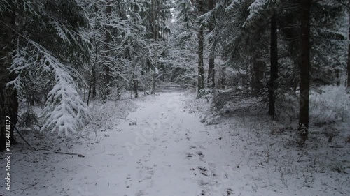 Alaska winter snowy trail winding through dense pines, scattered footprints and frosted branches, wildlife photographer framing composition, subtle overcast light and crisp cold air, ideal footage