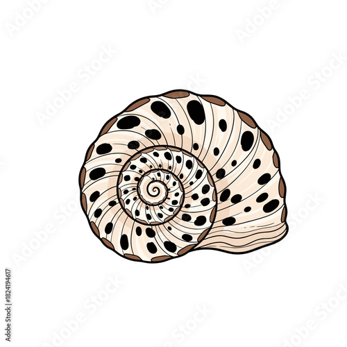 Hand-drawn illustration of a nautilus shell cross-section, highlighting the mesmerizing golden ratio spiral and natural markings.