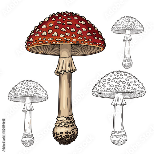 Detailed illustration of a vibrant red and white fly agaric mushroom (Amanita muscaria) with three black and white outline drawings of the fungus.