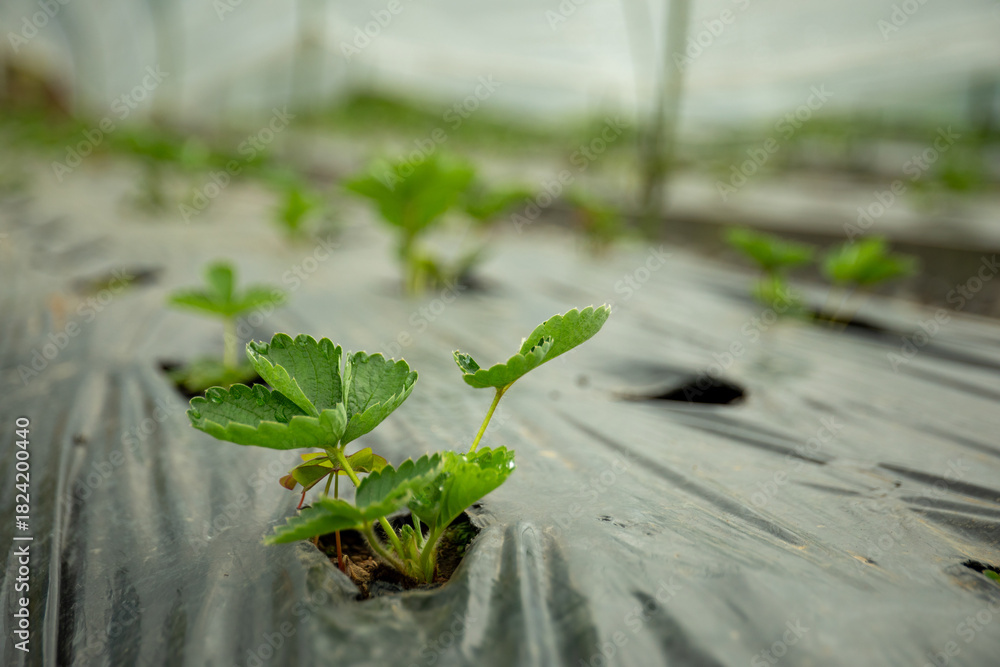 Fototapeta premium Green strawberry seedlings emerging from black plastic mulch