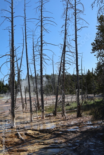 Yellowstone trees in the forest