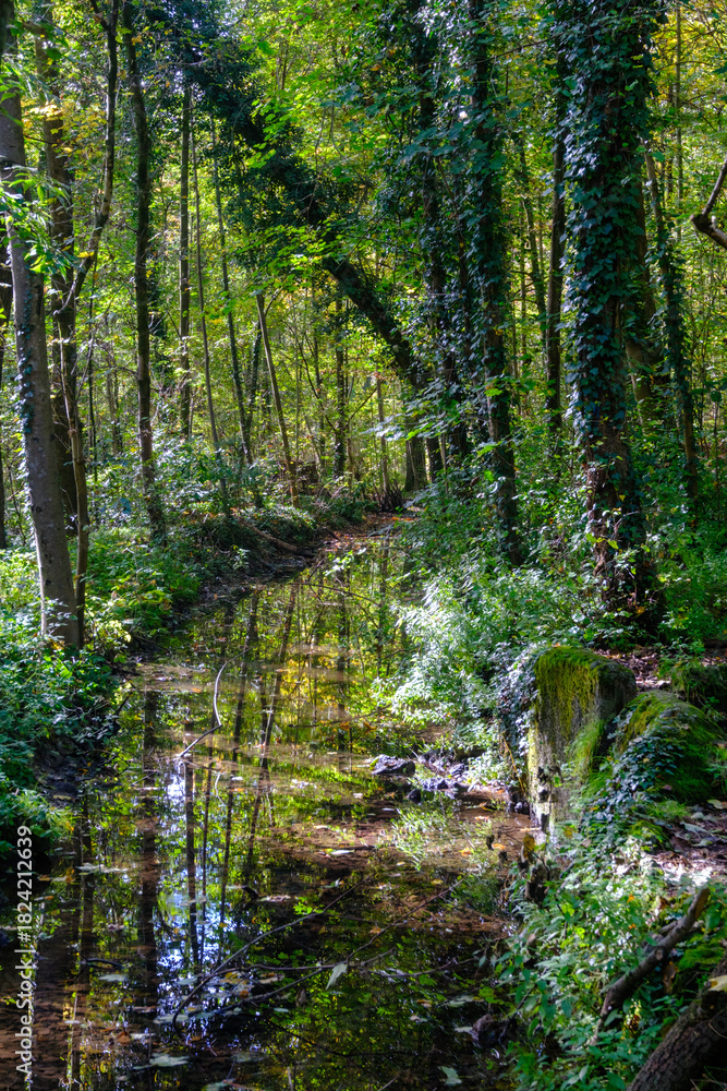 Obraz premium The Monza park at October