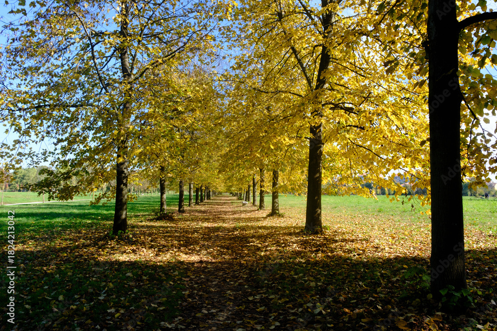 Fototapeta premium The Monza park at October