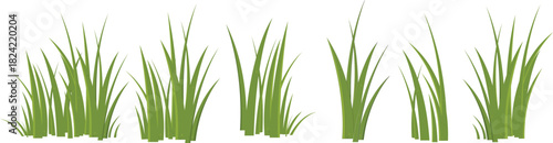 green grass isolated on white background
