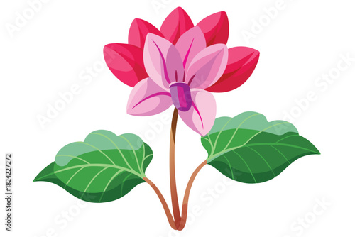 Pink cyclamen blooms brightly with verdant leaves, its vibrant petals radiate beautifully outwards