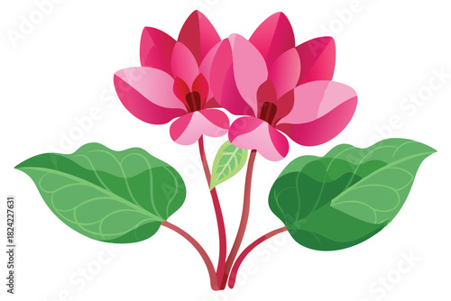 Two pink cyclamen flowers bloom vividly alongside broad green leaves on a white scene