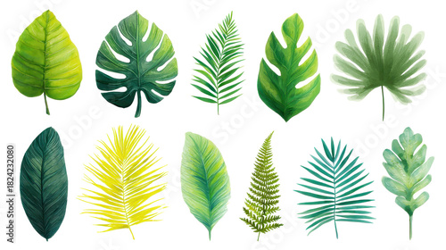 Set of tropical leaves and palm fronds