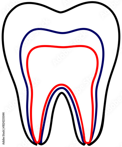 Tooth Anatomy Line Editable Color Vector