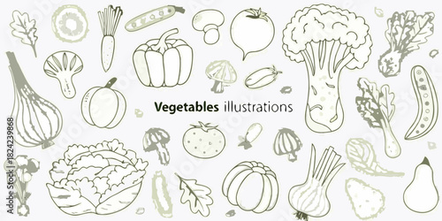 Hand drawn vegetables illustration set with onion tomato mushroom and cauliflower