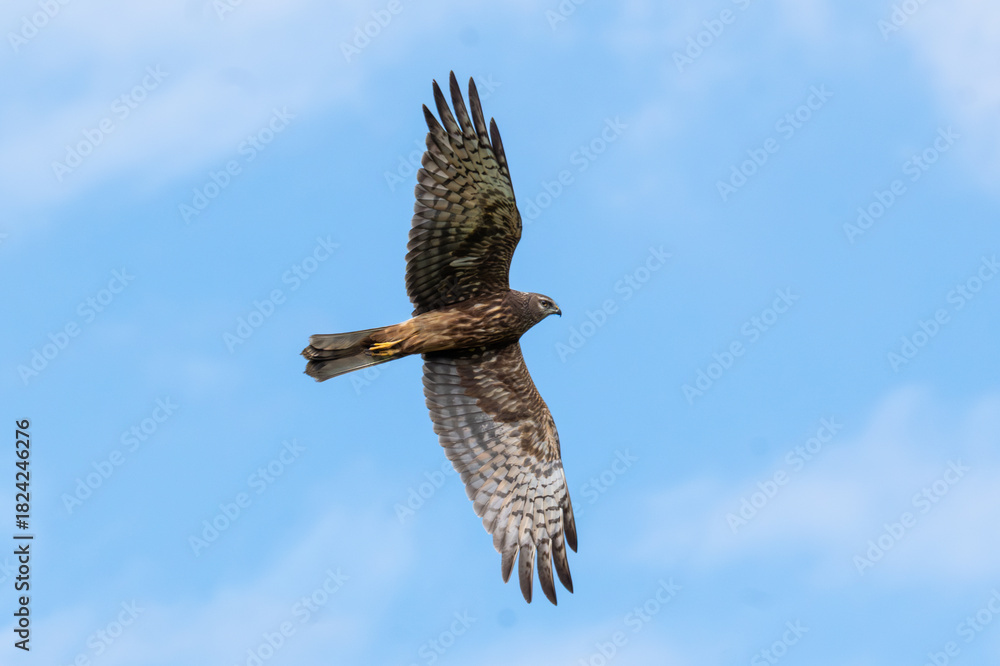 Fototapeta premium “bird with copy space” “flying bird sky background” “nature background blue sky” 花澤鵟 幼鳥 Pied Harrier Circus melanoleucos