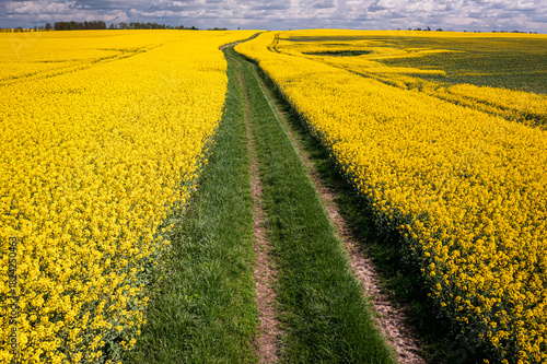 Amazing yellow rape fields....