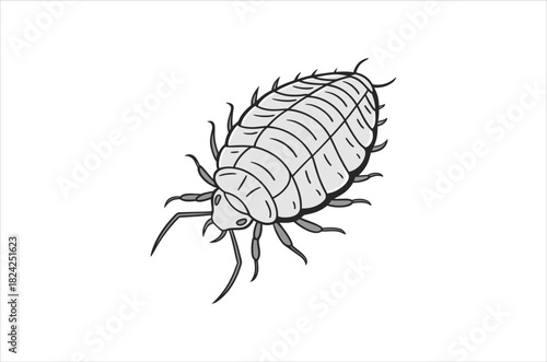 Detailed illustration of a head louse showing its segmented body and legs