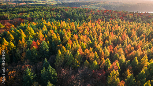 Aerial view of red autumn forest in november, Poland