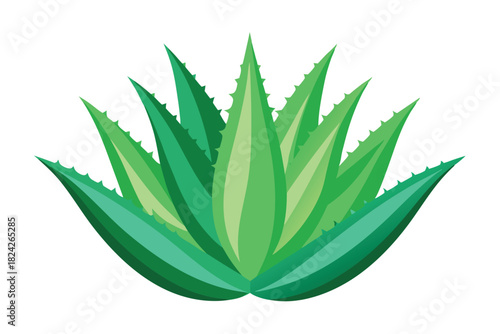 Illustrated aloe vera plant with green spiky leaves stands on the white background