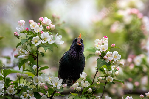 A starling bird sings among the branches of a blossoming apple tree in a spri...