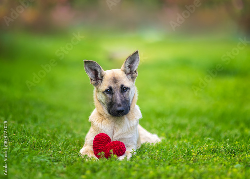 Portrait of a cute dog lying in green grass with a red knitted heart in his p...