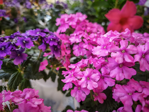 Verbena (Verbena hybrida) in various colors
