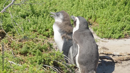 African penguin chicks moulting alongside adult penguins