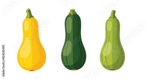 Illustration of three different types of fresh summer squash including yellow squash and green zucchini isolated on a white background.