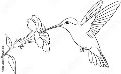 Elegant hummingbird drawing feeding on a flower in a minimalist line art style