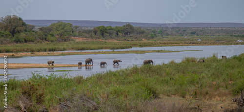 Elephants in the bush of Kruger National Park South Africa