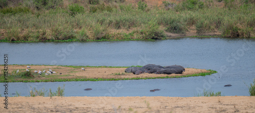 Hippopotamus - Hippo, in Kruger Nationalpark South Africa
