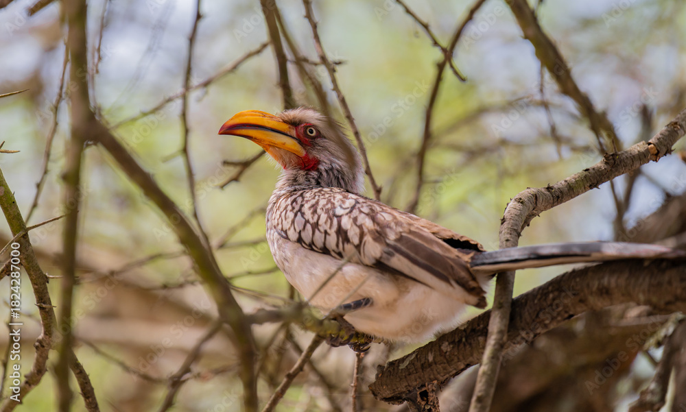 Fototapeta premium Yellow Billed Hornbill in the bush of Kruger National Park South Africa