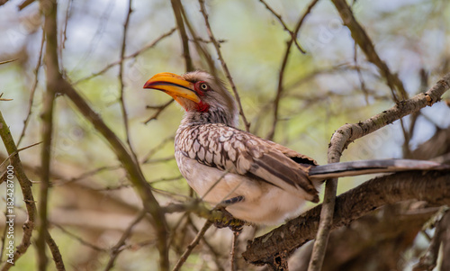 Yellow Billed Hornbill in the bush of Kruger National Park South Africa