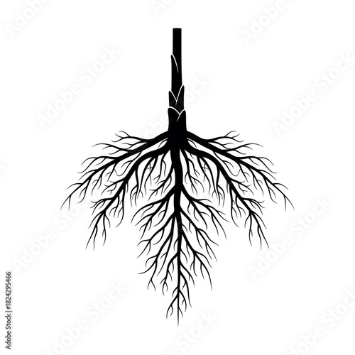 Root system of a plant black and white illustration.